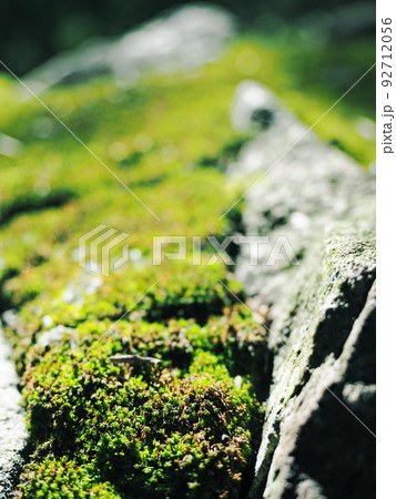 苔のついた岩 苔のついた岩 92712056