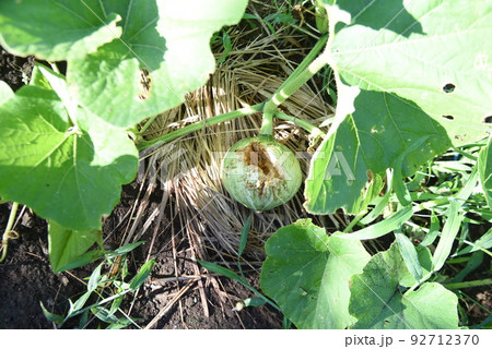 カラス被害の夏野菜・害鳥対策 カラス被害の夏野菜・害鳥対策 92712370