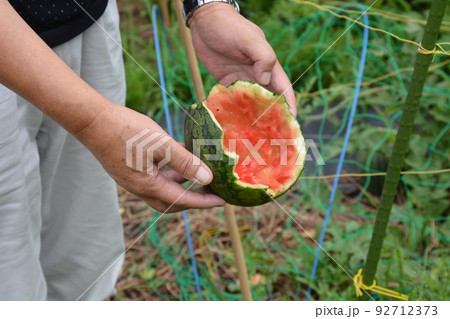 カラス被害の夏野菜・害鳥対策 カラス被害の夏野菜・害鳥対策 92712373
