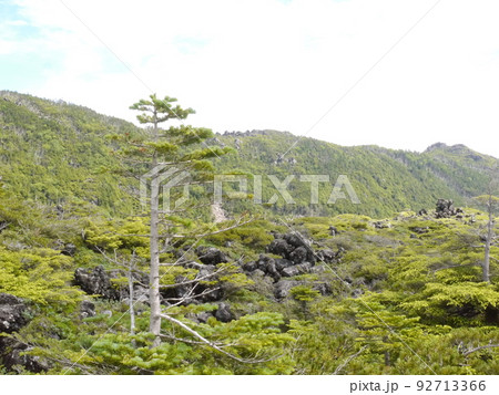 坪庭散策(北八ヶ岳ロープウエイ) 坪庭散策(北八ヶ岳ロープウエイ) 92713366
