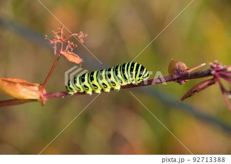 イモムシ 秋の湿原の風景 イモムシ 秋の湿原の風景 92713388