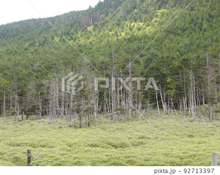 坪庭散策(縞枯山荘付近、雨池方面) 坪庭散策(縞枯山荘付近、雨池方面) 92713397