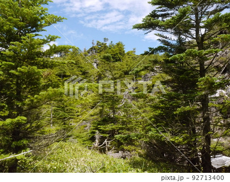坪庭散策(縞枯山荘付近、雨池方面) 坪庭散策(縞枯山荘付近、雨池方面) 92713400