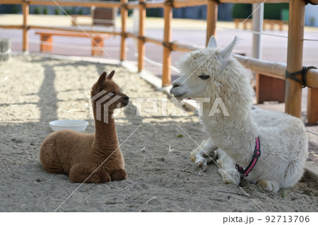 アルパカの親子の写真素材 [92713706] - PIXTA