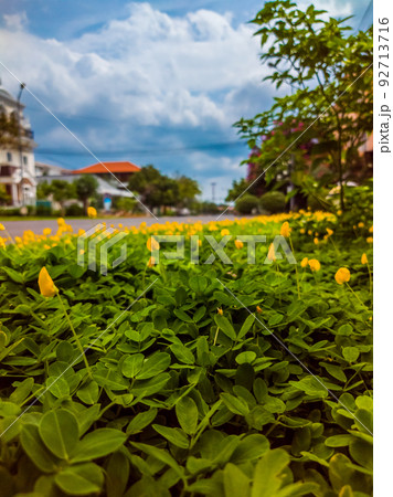 Small yellow flower blooming Pinto Peanut plant field in foreground, beautiful cumulus clouds blue sky, blur modern village background. Summer time holidays, real estate rent concept, travel tourism 92713716