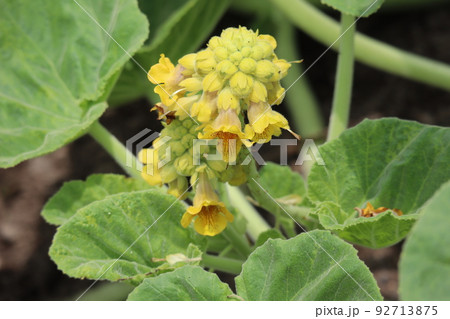 緑の葉と黄色い花びらのキバナツノゴマの花が咲く風景 緑の葉と黄色い花びらのキバナツノゴマの花が咲く風景 92713875