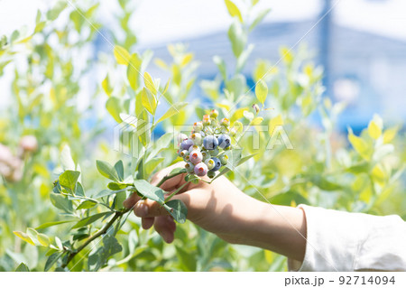 夏の新鮮なブルーベリー 92714094