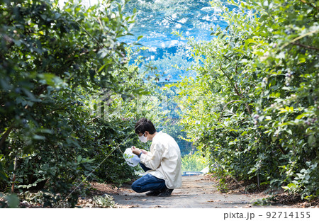 夏の新鮮なブルーベリーの摘み取り 92714155