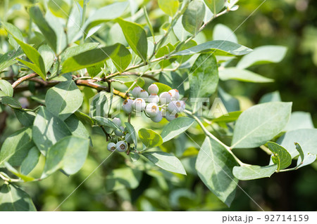 夏の新鮮なブルーベリー 92714159