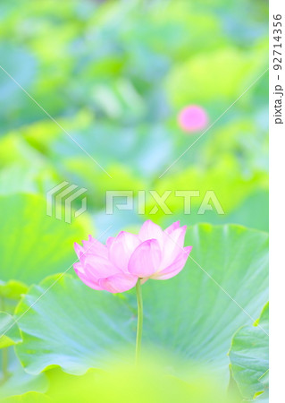 初夏の風景　蓮 92714356