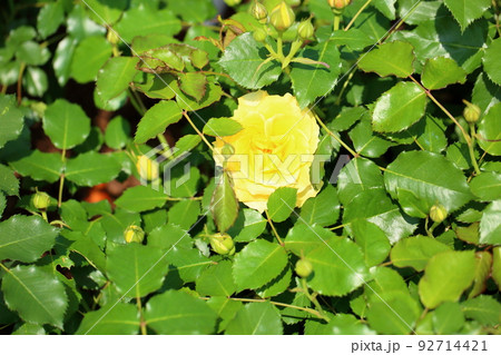 バラの花　ゴールドバニー 92714421