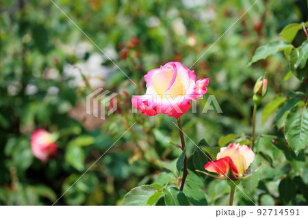 バラの花　ダブルデライト 92714591