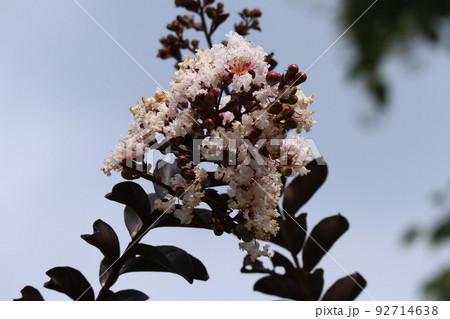 白い花びらのサルスベリの花が咲き葉っぱのある枝をアップで撮影した風景 92714638