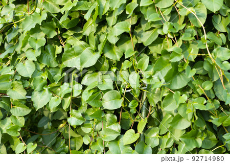 おかわかめ　野菜 92714980