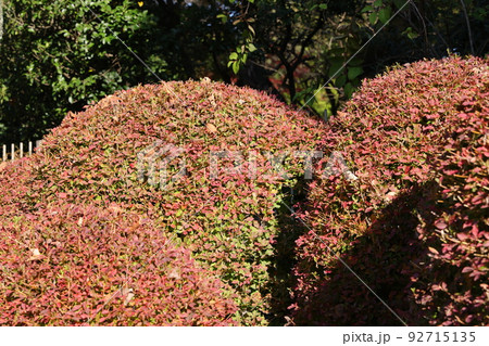 紅葉したドウダンツツジの木 紅葉したドウダンツツジの木 92715135