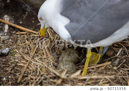 ウミネコの親とヒナ（青森県八戸市） 92715358