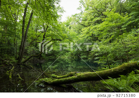 曇天の十二湖沸壺の池（青森県深浦町） 92715380