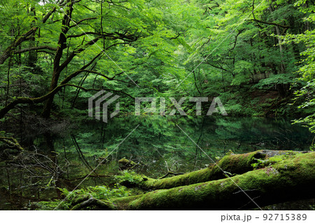 曇天の十二湖沸壺の池(青森県深浦町) 曇天の十二湖沸壺の池(青森県深浦町) 92715389