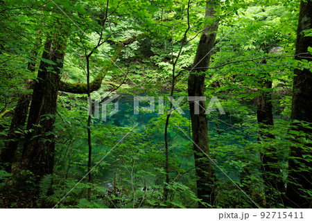 曇天の十二湖沸壺の池（青森県深浦町） 92715411