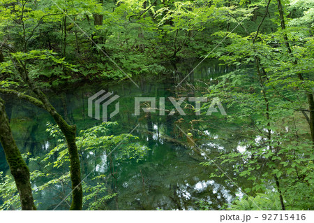 曇天の十二湖沸壺の池(青森県深浦町) 曇天の十二湖沸壺の池(青森県深浦町) 92715416