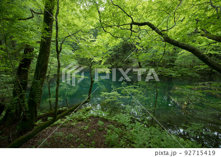 曇天の十二湖沸壺の池(青森県深浦町) 曇天の十二湖沸壺の池(青森県深浦町) 92715419