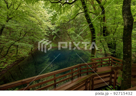 曇天の十二湖青池（青森県深浦町） 92715432