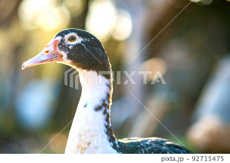 Detail of a duck head. Ducks feed on traditional rural barnyard. Close up of waterbird standing on barn yard. Free range poultry farming concept. 92715475