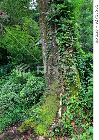 池田山山麓散策(仏巌山・禅蔵寺)・7(岐阜県揖斐郡池田町) 池田山山麓散策(仏巌山・禅蔵寺)・7(岐阜県揖斐郡池田町) 92715561