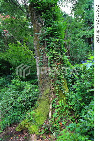 池田山山麓散策(仏巌山・禅蔵寺)・8(岐阜県揖斐郡池田町) 池田山山麓散策(仏巌山・禅蔵寺)・8(岐阜県揖斐郡池田町) 92715562