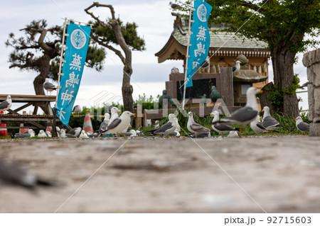 ウミネコの親とヒナ(青森県八戸市) ウミネコの親とヒナ(青森県八戸市) 92715603