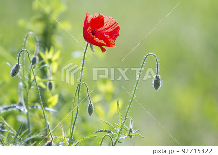 Close-up of tender blooming lit by summer sun one red wild poppy and undiluted flower buds on high stems on blurred bright green summer background. Beauty and tenderness of nature concept. Close-up of tender blooming lit by summer sun one red wild poppy and undiluted flower buds on high stems on blurred bright green summer background. Beauty and tenderness of nature concept. 92715822