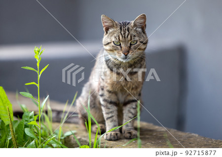 Big domestic cat enjoying warm summer weather. Big domestic cat enjoying warm summer weather. 92715877