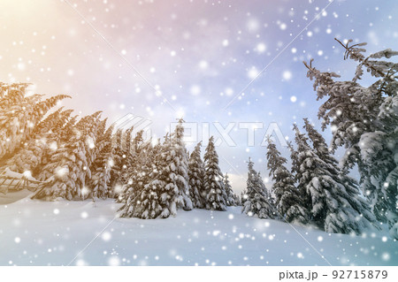 Beautiful winter mountain landscape. Tall dark green spruce trees covered with snow on mountain peaks and cloudy sky background. 92715879