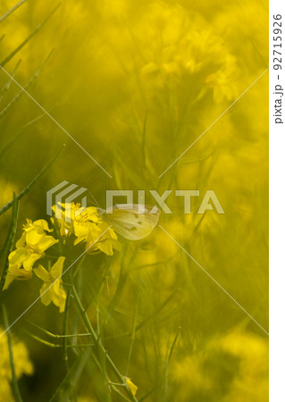 菜の花のアップ（青森県横浜町）前ボケ 92715926