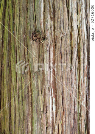 杉の木肌 92716006
