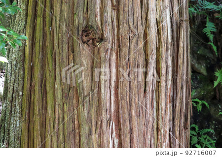 杉の木肌 92716007