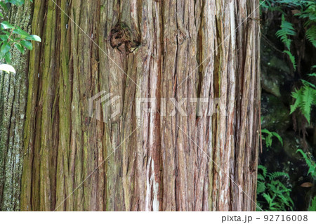 杉の木肌 92716008