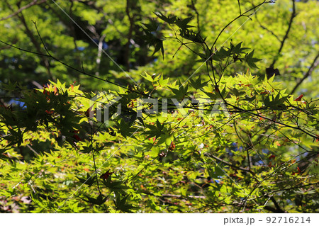 夏の木立 92716214