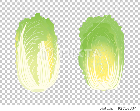 野菜イラスト　白菜とその断面 92716334