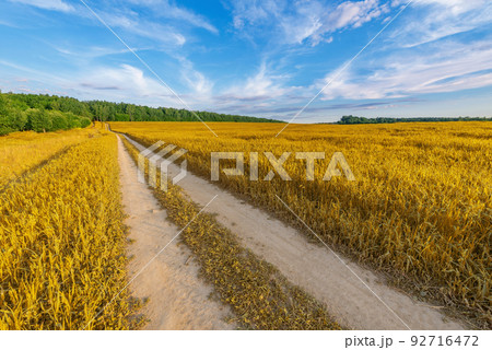 Dry road in the field at sunset. Dry road in the field at sunset. 92716472