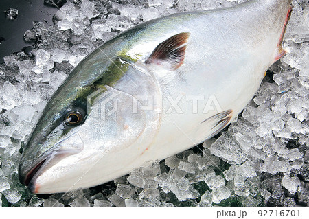 天然鰤1尾 92716701