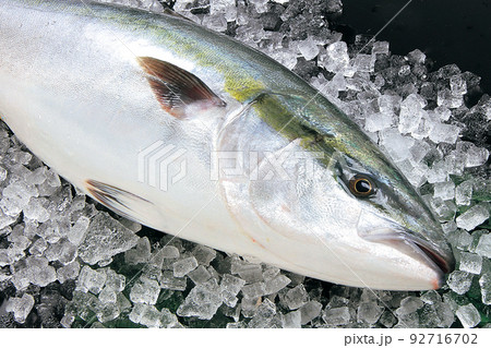 天然鰤1尾 天然鰤1尾 92716702