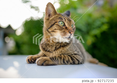 車の上のキジトラ猫 車の上のキジトラ猫 92717235