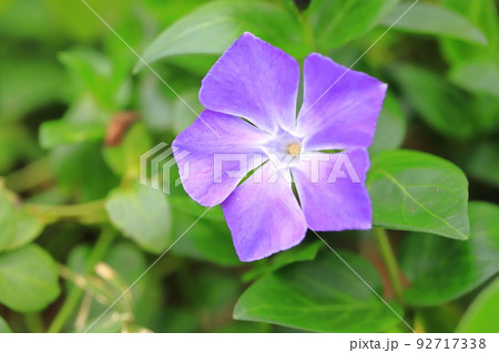 蔓日々草（ツルニチニチソウ）  92717338