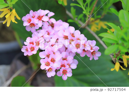 ピンク色のヒマラヤ雪の下（ヒマラヤユキノシタ） 92717504