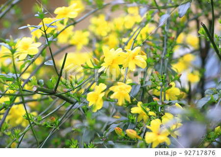 春の花　雲南黄梅（ウンナンオウバイ） 92717876