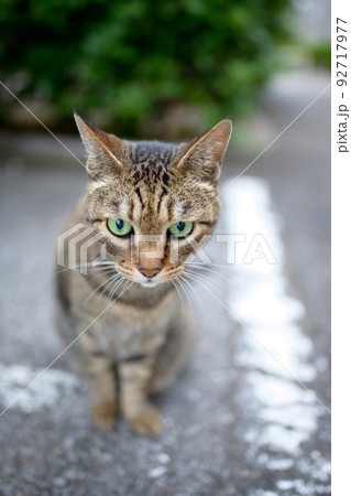 散歩中のキジトラ猫 散歩中のキジトラ猫 92717977