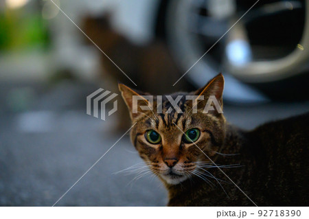 駐車場のキジトラ猫 92718390