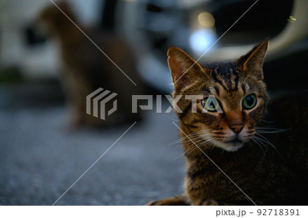 駐車場のキジトラ猫 駐車場のキジトラ猫 92718391