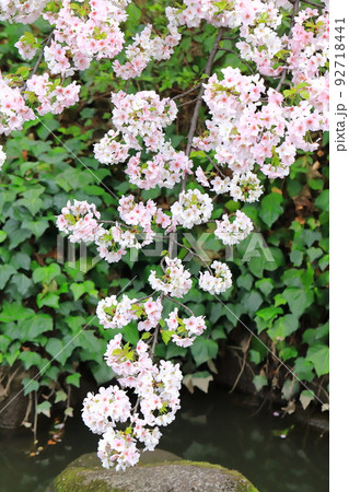 満開の大島桜（オオシマザクラ） 92718441